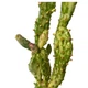Кактус Опунція Монаканта Варіегата Вветвистая (Opuntia monacantha variegata Branched), высота растения 23 см, контейнер 7*7*9 см (s144s23) - изображение 3