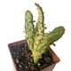 Кактус Опунція Монаканта Варіегата Вветвистая (Opuntia monacantha variegata Branched), высота растения 10 см, контейнер 7*7*9 см (s144s10) - изображение 3