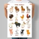 Учебный постер для детского сада на английском Farm Animals Животные на ферме (Домашние животные) А3 30х42 см (D246_А3) - изображение 1