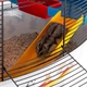 Клітка для хом'яків та гризунів Ferplast Circus Fun 49.5х34х42.5 см (57922799) - зображення 6