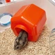 Клетка для хомяков и грызунов Ferplast Combi 1 40.5х29.5х22.5 см Белая с игровыми тоннелями (57923499) - изображение 8