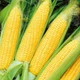 Семена кукурузы Оверленд F1, Syngenta, 50 г. - изображение 4