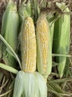 Семена кукурузы сахарной Биколор БСС 1075 F1, Syngenta, 5 г. - изображение 2