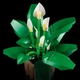 Конструктор LEGO Botanicals Спатифиллум 474 детали (11504) - изображение 5
