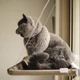 Лежанка для кота на окно подвесная гамак для кошки на присосках (ОL-152925) - изображение 8