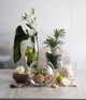 Ваза для квітів Pasabahce Botanica 43966 (26см) - зображення 3