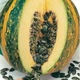 Насіння гарбуза Голонасіннєвого 14 GL Seeds 3г - изображение 2
