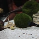 JBL ProNovo Pleco M 5.5 л корм в таблетках для сомів-присосок в акваріумі 3133600 - изображение 5