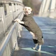 Одежда Noble Pet Travis Khaki - комбинезон для собак 2XL (T4123/2XL) - изображение 10
