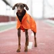 Одежда Noble Pet Rio Orange – дождевик для собак 4XL (R4136/4XL) - изображение 5