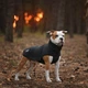 Одежда Noble Pet Softshell Ostin Navy Жилет для собак 6XL (O4143/6XL) - изображение 5
