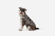 Одежда Noble Pet Bobby Gray – пуховик для собак 7XL (B4118/7XL) - изображение 6