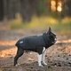 Одежда Noble Pet Softshell Ostin Navy Жилет для собак 6XL (O4143/6XL) - изображение 11