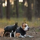 Одежда Noble Pet Softshell Ostin Navy Жилет для собак 6XL (O4143/6XL) - изображение 12
