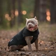 Одежда Noble Pet Softshell Ostin Navy Жилет для собак 6XL (O4143/6XL) - изображение 14