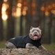Одежда Noble Pet Softshell Ostin Navy Жилет для собак 6XL (O4143/6XL) - изображение 16