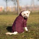 Одежда Noble Pet Travis Grayish Red - комбинезон для собак 4XL (T4124/4XL) - изображение 7