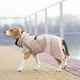 Одежда Noble Pet Rio Sand – дождевик для собак 2XL (R4135/2XL) - изображение 9