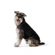 Одежда Noble Pet Bobby Black – пуховик для собак 6XL (B4141/6XL) - изображение 3