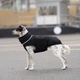 Одежда Noble Pet Bobby Black – пуховик для собак 6XL (B4141/6XL) - изображение 6