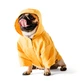 Одежда Noble Pet Moss Short Yellow - дождевик для мопсов и французских бульдогов M (M4108/M-Short) - изображение 2