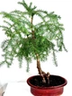 Араукарія Cunninghamii Бонсай, горщик 28", висота 50-70 см - зображення 1