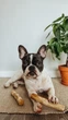 Палиця з кавового дерева для собак HealthyDoggo Coffee Stick розмір XS (до 3кг) - зображення 8