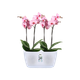 Горшик Elho brussels orchid duo 25х13,4 см прозорий - изображение 1