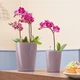 Умный вазон Lechuza Mini-Deltini 0,4 л красный 14960 - изображение 8