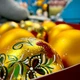 Ялинкова іграшка новорічна куля Santa Shop Святкова калина Золотий 10 см (4820001154283) - зображення 6