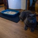 Килимок для котячого туалету під котячий лоток 60х50 см OSPORT (R-00030) Чорний - зображення 2