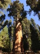 Секвойядендрон гигантский семена 0,2 гр. (прибл. 40 шт) (Sequoiadendron giganteum) мамонтово дерево веллингтония - изображение 2