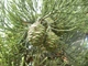 Секвойядендрон гигантский семена 0,2 гр. (прибл. 40 шт) (Sequoiadendron giganteum) мамонтово дерево веллингтония - изображение 3