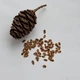 Секвойядендрон гигантский семена 0,2 гр. (прибл. 40 шт) (Sequoiadendron giganteum) мамонтово дерево веллингтония - изображение 5