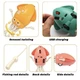 Музыкальный осьминог интерактивная развивающая игрушка Tummy Time Octopus Танцующий Кальмар с функцией распознавания препятствий Желтый - изображение 10