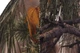 Сидіння Newstar Pro Anger Камуфляжне Складне 460х430 мм (75195Camo-81) - зображення 6