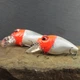 Воблер CONDOR FISHING Mutant Dog 60F 60мм 20г 0-0,7м #164 (4488060_20_164) - изображение 2