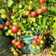 Семена Томат ампельный Gartenperle 5 шт/уп - изображение 3