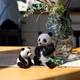 Картонний конструктор Cartonic 3D Puzzle Panda Family 164 елементи (CARTPANDAF) - зображення 3
