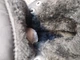 Черевики для жінок, 38р, єврозима, чорні - изображение 7