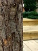 Ёлка искусственная Traditional 3 м, литая, деревянный ствол. Цвет зелёный - изображение 2