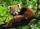 Пазл Ravensburger Red Panda 500 елементів (4005555003694) - зображення 2