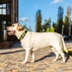 Нашийник для собак з ручкою бавовняна тасьма CoLLaR Брезент, пластиковий фастекс, L, Ш 35 мм, Дов 53-69 см - изображение 3