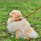 Круглый ошейник WAUDOG Soft для длинношерстных собак 10 мм 33-41 см Коричневый (00396) - изображение 2