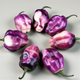 Семена Перец острый Pimenta Lisa, Capsicum chinense 5 шт/уп - изображение 1