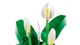 Конструктор Lego Botanicals Спатифиллум 11504 - изображение 4