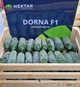 Огірок Дорна F1 Dorna F1 насіння 100 шт Hektar - зображення 1