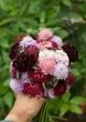 Скабиоза Махровая смесь (низкорослая) 0,1 г - изображение 2