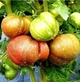 Томат Гном Металлика (низкорослый) 0,1 г - изображение 4