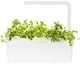 Wkład zamienny Click&Grow Oregano 3 szt (4742793007489) - obraz 1